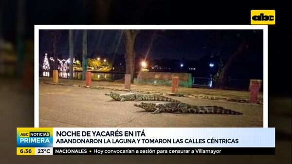 Yacarés “invadieron” las calles de Itá - ABC Noticias - ABC Color