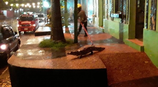 YACARÉS DE LAGUNA DE ITÁ DIERON UN PASEO POR LA CIUDAD TRAS LA INTENSA LLUVIA