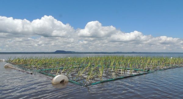 Evalúan uso de islas flotantes vegetadas para recuperación de lago