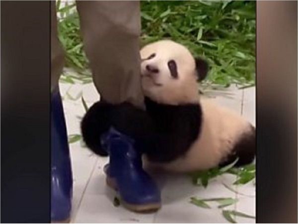 Video de bebé panda aferrándose a su cuidador arrasa en redes sociales