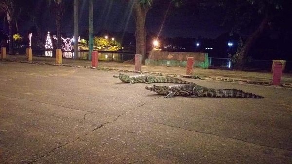 Crónica / (VIDEO) Jacarés salieron a dar un paseo y armaron gyryry