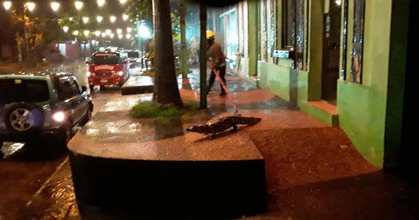 La Nación / Bomberos de Itá rescataron 7 yacarés de las calles tras desborde de laguna