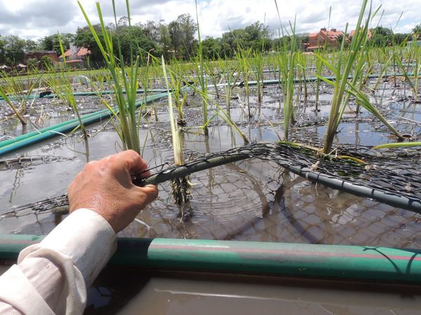 Evalúan uso de islas flotantes vegetadas para recuperación de lago