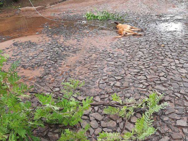 Perrito murió electrocutado y salvó a varias personas