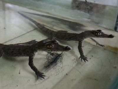 Nacen dos cocodrilos en cautiverio en el zoológico de Lima