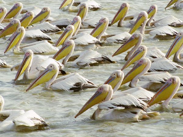 Mueren 750 pelícanos en el tercer santuario de aves del mundo