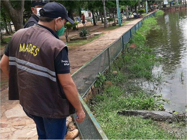 Intervienen Municipalidad de Itá tras paseo de yacarés por las calles