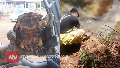 BOMBEROS DEVOLVIERON A SU HÁBITAT A UNA TORTUGUITA