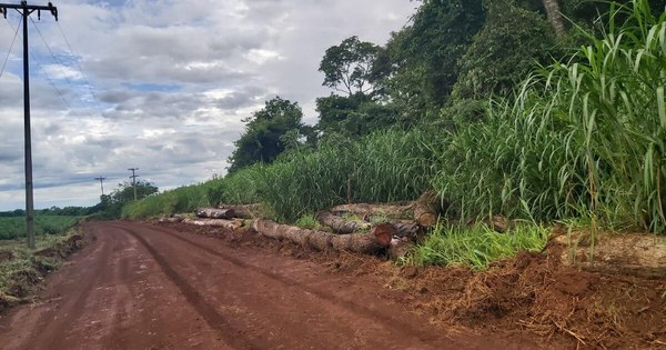 La Nación / Mades e Infona autorizaron tala de árboles nativos en Yguazú