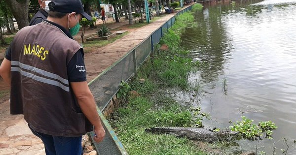La Nación / Yakarés de Itá: comuna no cuenta con documentos de permiso y tenencia para que vivan en laguna