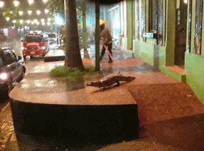 Crónica / Bomberos son expertos en “domar” yacarés