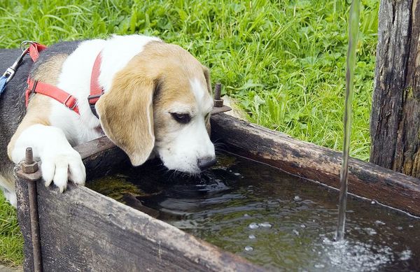 Golpe de calor en las mascotas, ¿cómo evitarlo? - Nacionales - ABC Color