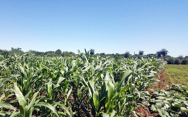 Bonanza para el agro en zonas de Misiones - Nacionales - ABC Color