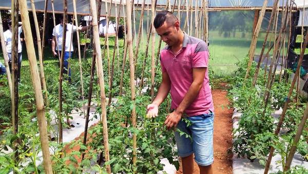 Horticultores inician nueva siembra de tomate con sistema invernadero | .::Agencia IP::.