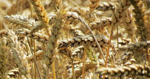 Envío de cereales cayó 20% en 2020