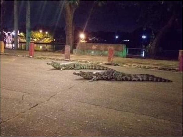 Iteños temen que yacarés tengan hambre y ya salgan a atacarlos