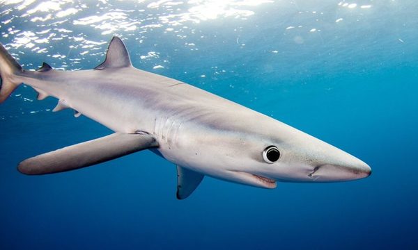 La vacuna del covid-19 apeligra a más de medio millón de tiburones