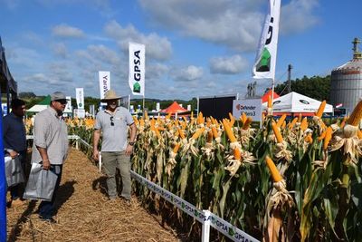 ¿Que elegir para esta zafriña de maíz? Te damos algunas propuestas de Syngenta con su línea NK