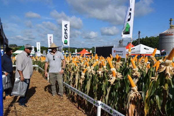 ¿Que elegir para esta zafriña de maíz? Te damos algunas propuestas de Syngenta con su línea NK