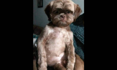 Llevó a su perro a la peluquería y lo devolvieron con cara de “niño perdido”