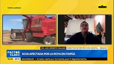 Soja afectada por la roya en Itapúa - Factor Clave - ABC Color