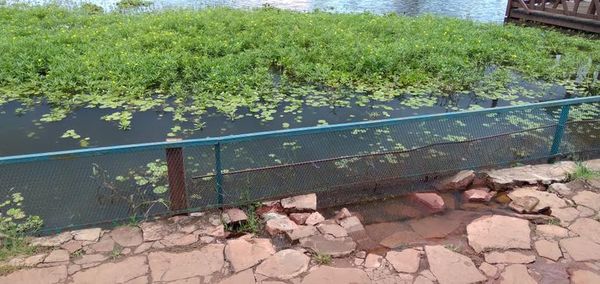 Piden mejoras para revitalizar área de laguna de Itá, zona donde escaparon los yacarés - Nacionales - ABC Color