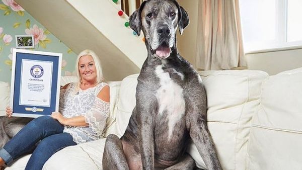 Muere a los 8 años y medio el perro más alto del mundo
