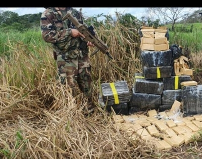 HOY / Lucha contra el narcotráfico: destruyen más de 520 kilos de marihuana