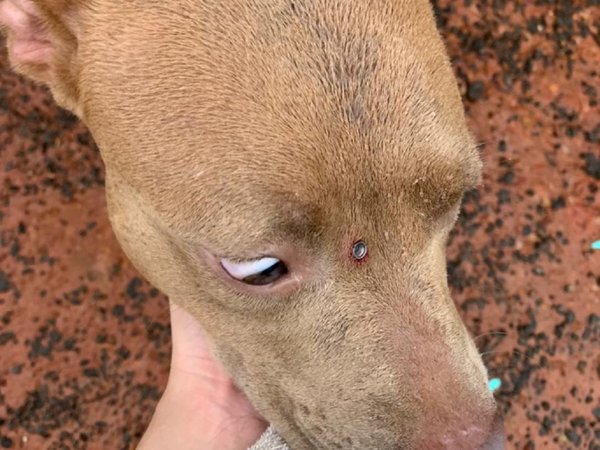 Policía baleó a pitbull: dicen que comió codornices de sus vecinos