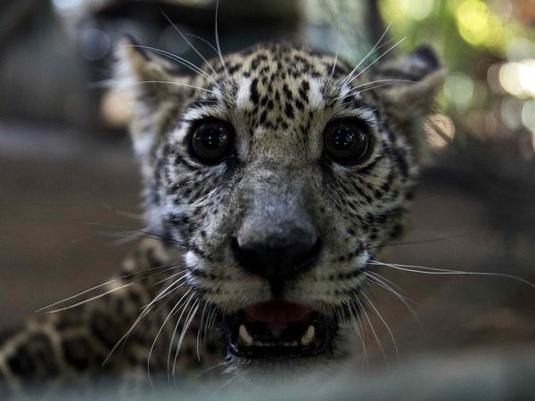 Rescatan dos crías de jaguar ofrecidas en las redes sociales
