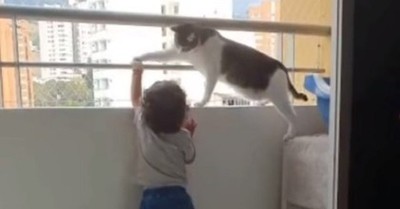 Gato guardián se gana el corazón de los usuarios por evitar que un niño se encarame en un balcón - C9N