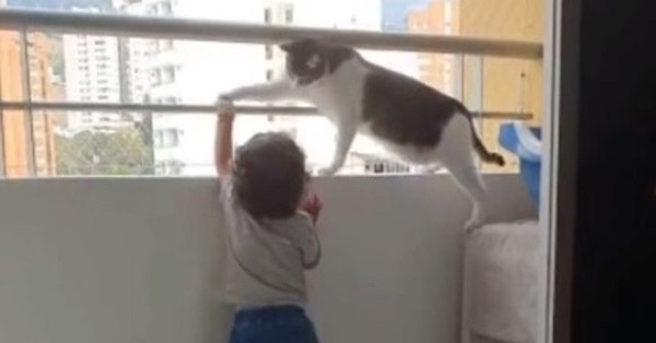Gato guardián se gana el corazón de los usuarios por evitar que un niño se encarame en un balcón - C9N