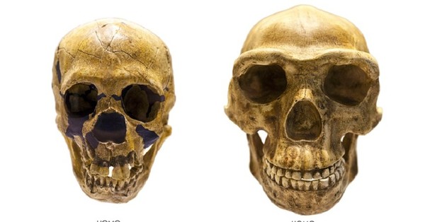 ¿Cuántas especies humanas primitivas existieron en la Tierra? - C9N