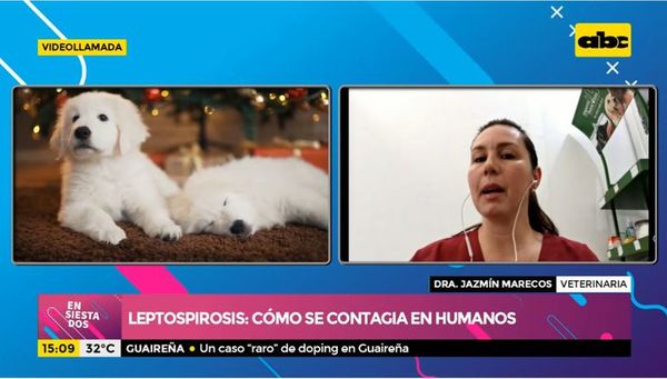 ¿Qué es la leptospirosis? - Ensiestados - ABC Color