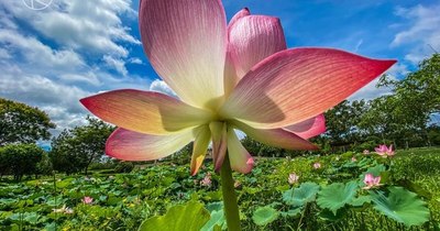 La Nación / LA BELLEZA DE LA FLOR DE LOTO   - OJO Galería
