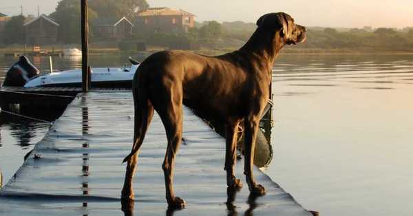 Murió “Freddy”, el perro más grande del mundo - C9N