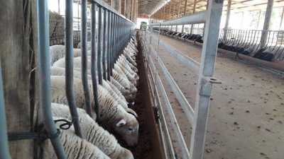 Construyen confinamiento de ovinos en Filadelfia para abastecer de carne al mercado paraguayo