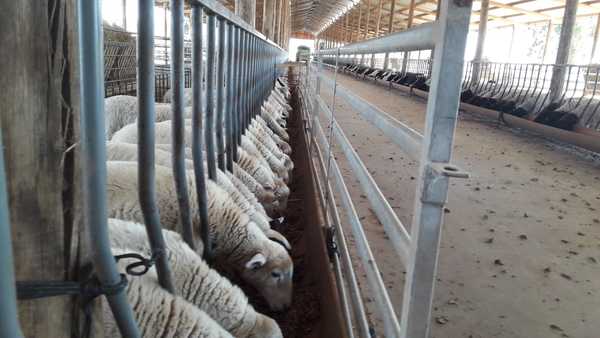 Construyen confinamiento de ovinos en Filadelfia para abastecer de carne al mercado paraguayo
