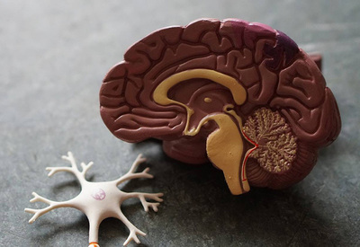 Identifican las zonas del cerebro donde se estimulan el fumar, consumir alcohol o drogas. | OnLivePy