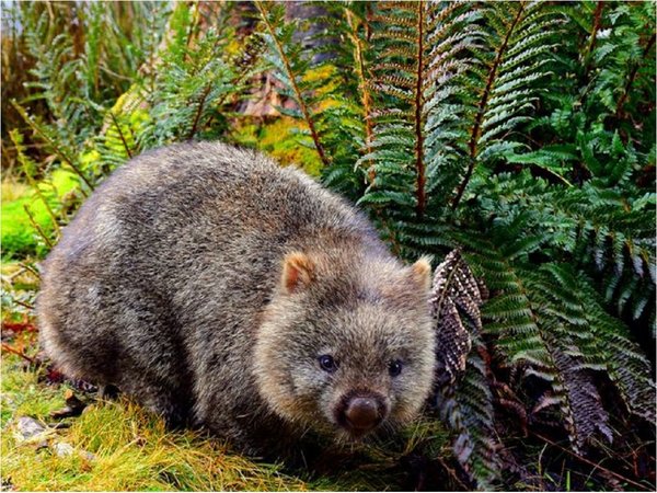 Resuelven el misterio de la forma geométrica del excremento del wombat