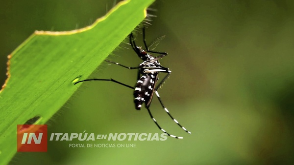2020 CERRÓ CON 4500 SOSPECHOSOS DE DENGUE, ESTE AÑO LA LUCHA ES EN CADA CASA