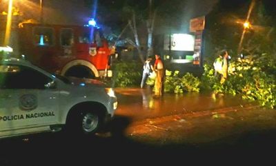 Temporal causó caída de árboles en la zona sur del Alto Paraná - ABC en el Este - ABC Color