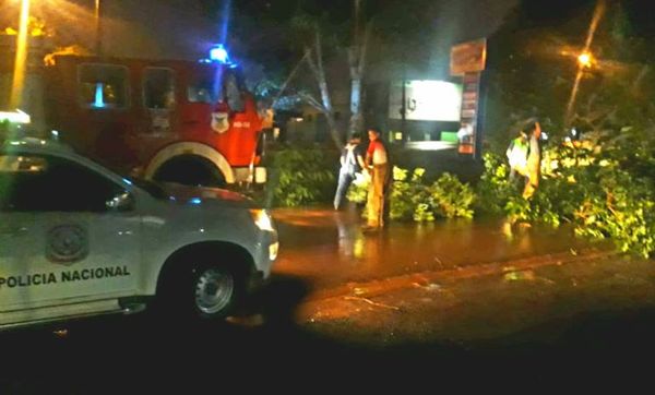 Temporal causó caída de árboles en la zona sur del Alto Paraná - ABC en el Este - ABC Color