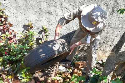 Salud registra cerca de 500 notificaciones semanales de casos sospechosos de dengue