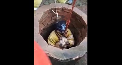 Bomberos rescatan a perro con siete vidas: Jordi sobrevivió a una caída de 13 metros