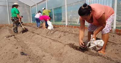 La Nación / Cultivos bajo invernaderos entusiasman a mujeres en Ayolas