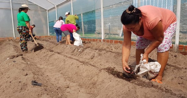 La Nación / Cultivos bajo invernaderos entusiasman a mujeres en Ayolas