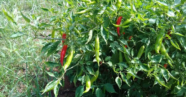 La Nación / Productores lamentan bajo precio que reciben por ají picante ante sobreoferta