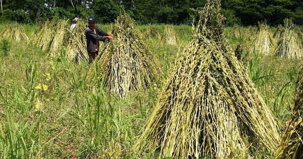 La Nación / Exceso de las lluvias afecta cosecha de soja y preocupa a sesameros