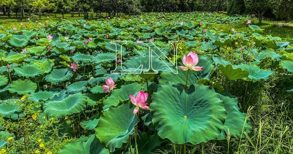 La Nación / La belleza de la flor de loto